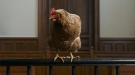 Imagem de Os Animais T�m Direitos?