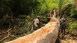 Motxi de Ob, A Morte da Floresta