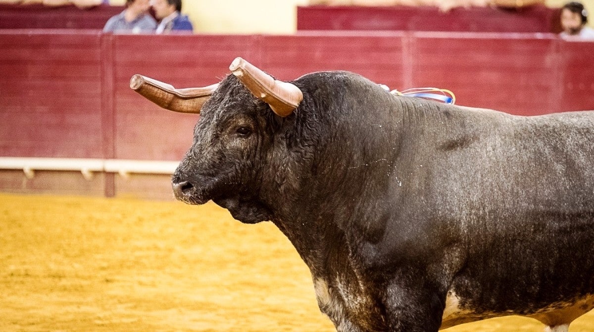 Corrida de Touros RTP Algarve