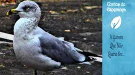 Imagem de A Gaivota Que N�o Queria Ser ...