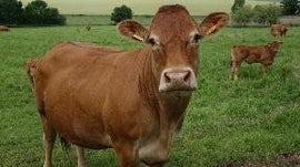 Imagem de F�BRICA DE VACAS