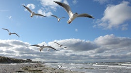 Imagem de O B�ltico Selvagem