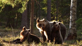 Imagem de Forest and Moorland