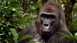 Imagem de In the Realm of the Great Apes