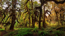 Imagem de Parque Nacional de Olympic