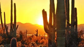 Imagem de Parque Nacional de Saguaro