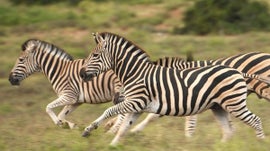 Zebras