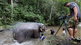 Imagem de O Legado dos Elefantes