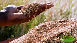 Imagem de Escola do Agricultor, Eu Sou Por Mo�ambique