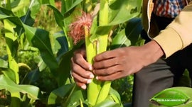 Imagem de Escola do Agricultor, Eu Sou Por Mo�ambique