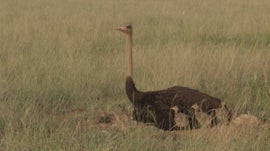 De Volta ao Solo - Aves Terrestres