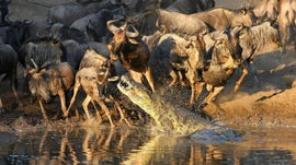 Imagem de Clube de Combate: A Origem