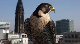 Imagem de Angry Birds da Vida Real