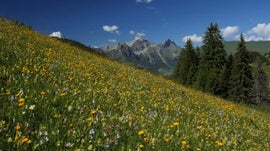 Imagem de Su��a Selvagem