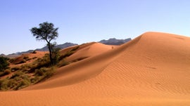 Imagem de Nam�bia - Fauna e Areia