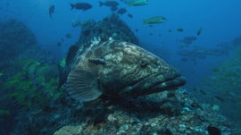 Imagem de Mo�ambique - Um Despertar Africano