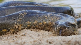 Imagem de Anaconda - A Assassina Silenciosa