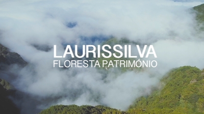 Play - Laurissilva - Floresta Património