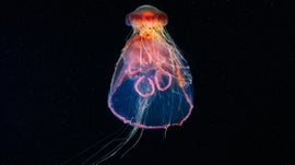 Imagem de �rtico: Alien�genas Subaqu�ticos