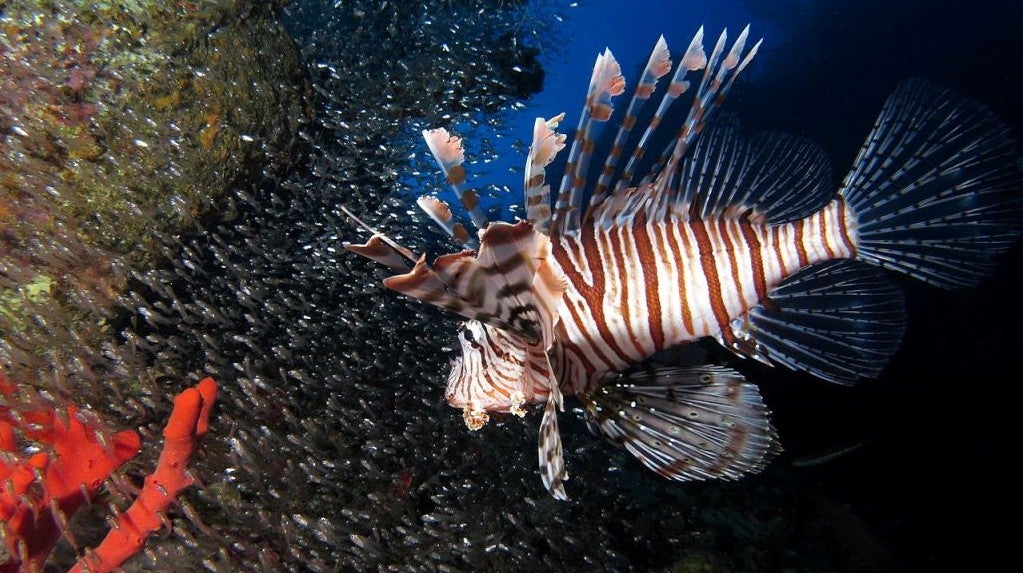 Imagem de Peixe-Dragão - O Novo Pirata das Caraíbas