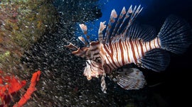 Imagem de Peixe-Dragão - O Novo Pirata das Caraíbas