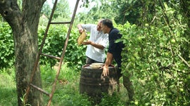 Imagem de Romnia - O Milagre das Abelhas