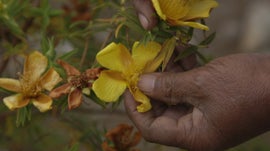 Imagem de Reunio - As Tisanas Crioulas