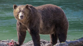 Imagem de Col�mbia Brit�nica - Uma Regi�o Natural a Preservar