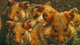 Imagem de Lares de Animais