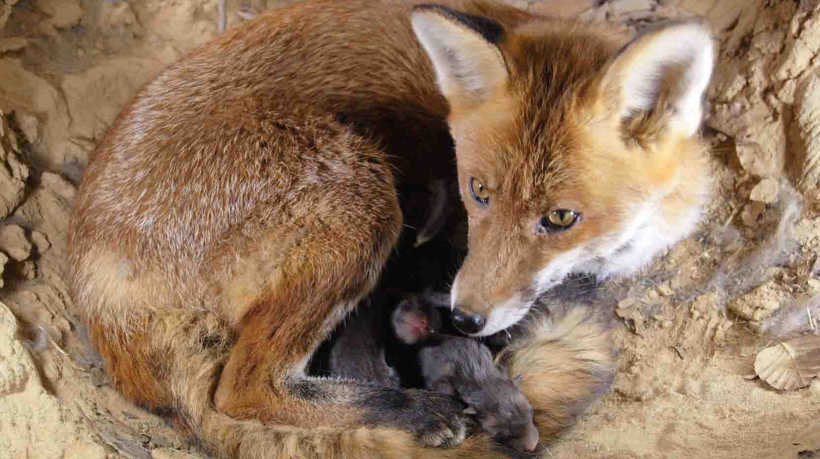 Imagem de Lares de Animais