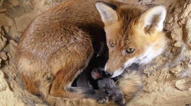 Imagem de Lares de Animais