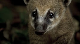 Imagem de Hist�ria Natural do Brasil