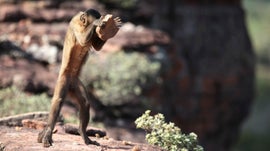 Imagem de Hist�ria Natural do Brasil