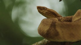 Imagem de Hist�ria Natural do Brasil