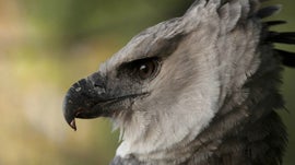 Imagem de Hist�ria Natural do Brasil