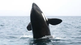 Imagem de Orcas - As Barbatanas da Mudan�a