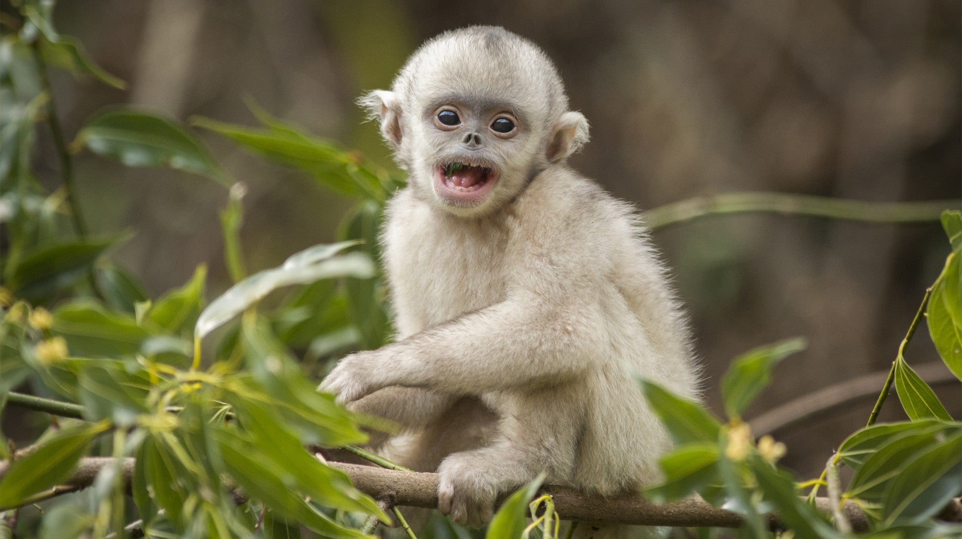 Os Misteriosos Macacos de Shangri-La