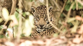 Imagem de Os Grandes Talentos da Natureza