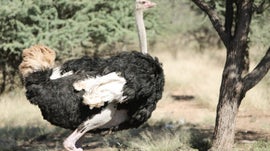 Imagem de Intelig�ncia Animal