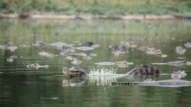 Imagem de Mestres do Disfarce