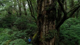 Imagem de A Lend�ria �rvore Gigante de Yakushima