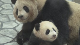 Imagem de Amor de Panda: O Segredo de uma Reprodu��o Bem-Sucedida
