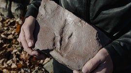 Imagem de Desvendar a Extin��o Permiana