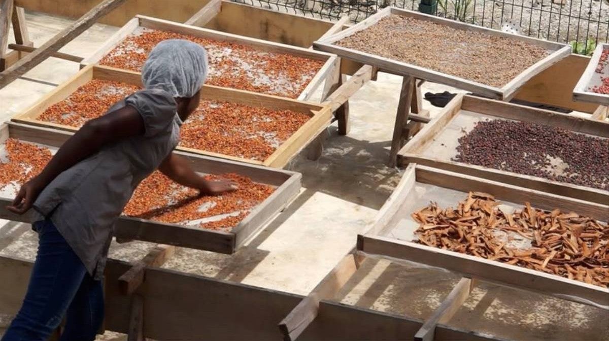 Imagem de Banana: Compotas, Transformação e Pasta de Abacate