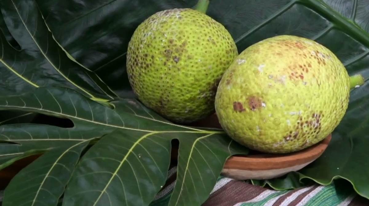 Imagem de Fruta-pão: Choco com Palitos de Fruta-pão