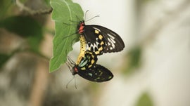 Imagem de Sexo, Mentiras & Borboletas