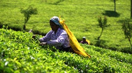 Imagem de Nuwara Eliya, Sri Lanka