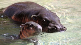 Imagem de Os Sobreviventes no Zoo