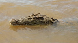 Imagem de Austr�lia - O Reino dos Monstros