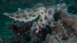 Imagem de Austr�lia - O Reino dos Monstros